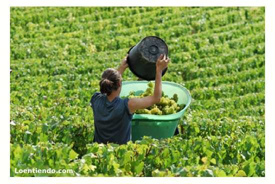 Trabajar en la vendimia francesa